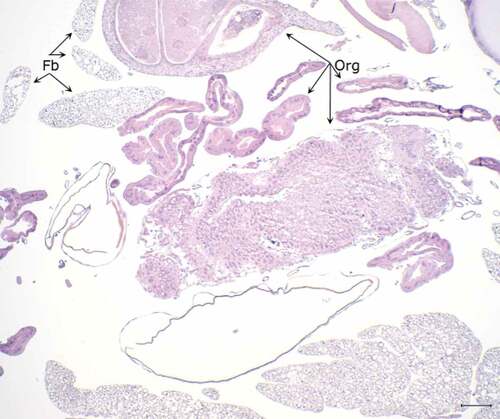 Figure 5. Histopathology of G. mellonella inoculated with PBS (PAS stain). Note cross-sections of organelles (Org), fat bodies (Fb), and lack of melanization in the hemocoel cavity (5x; scale 100 µm).