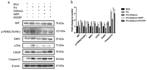 Figure 4. Silibinin ameliorates PA-induced ER stress of GLUTag cells through estrogen receptors α and β. Representative western blots (a) and quantitative analysis (b) of BiP, p-PERK (Thr981), XBP1, ATF6, CHOP and Caspase12 in GLUTag cells with indicated treatments. Data are expressed as mean ± S.E.M. *P < .05 versus BSA group; #P < .05 versus PA group; &P < .05 versus PA + Silibinin group.