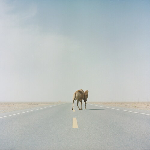 Figure 2. A wild Bactrian camel crossing the desert highway of Taklimakan. September, 2018.