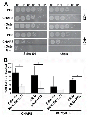 Figure 5. Growth in 2.5% KCl increases sensitivity to detergents. Schu S4 or ΔfipB strains were grown overnight in TSB/c with or without 2.5% of KCl. Cultures were adjusted to an OD595 of one, then incubated with 0.25% CHAPS or n-Octyl glucoside (nOctylGlu) for 90 min at RT. Serial dilutions, (by a factor of ten), were spotted on MHA/c plates and incubated at 37 ˚C for two d (Panel A). Quantitation of the detergent sensitivity was determined by comparing the number of recovered CFUs compared to PBS-treated controls from at least three independent experiments (Panel B). Statistical significance was measured using an ANOVA and Dunn's multiple comparison tests (* p value <0 .05).