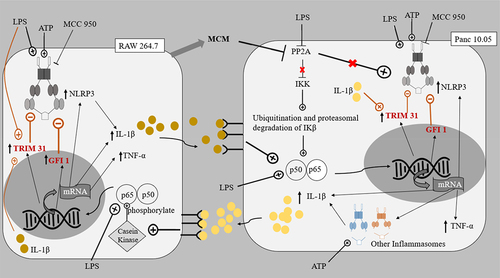 Figure 6. The proposed pathways of interaction between Panc 10.05 PDAC cells and RAW 264.7 macrophages.