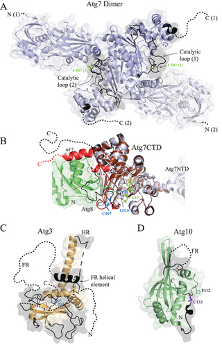 Figure 2. E1 and E2 enzymes in the Atg8 conjugation machinery in yeast. (A) Crystal structure of the yeast Atg7 homodimer (PDB ID: 4GSL) (light blue) dimerizing via the C-terminal domain. The catalytic C507 of the Atg7 (1) protomer is close to the N-terminal domain of the Atg7 (2) protomer, and vice versa. Disordered regions (black) visible in the crystal are highlighted in a solid line and invisible regions are in a dashed line. (B) Structural alignement in Pymol of the monomeric C-terminal domains in the Atg7 apo-enzyme (light blue; PDB ID: 4GSL) and Atg7CTD (brown)-Atg8 (green) complex (PDB ID: 3VH4). The IDPRs are highlighted in black for the apo-enzyme and in red for the complex. (C) Crystal structure of yeast Atg3 free of its binding partners (PDB ID: 2DYT) shows that the protein is enriched in IDPRs. C234 is the catalytic cysteine that engages in thioester bonds. Disordered regions (black) visible in the crystal are highlighted in a solid line and invisible regions are in a dashed line. (D) Crystal structure of free Atg10 from yeast (PDB ID: 4EBR) shows the flexible region (FR), analogous to the Atg3 FR and invisible in the crystal structure, that is involved in binding to Atg7. The catalytic cysteine C133 forms the thioester bond with the C-terminal glycine of Atg12. This bond protects Atg10 from proteolytic cleavage near F112 in the absence of Atg7. Disordered regions (black) visible in the crystal are highlighted in a solid line and invisible regions are in a dashed line.