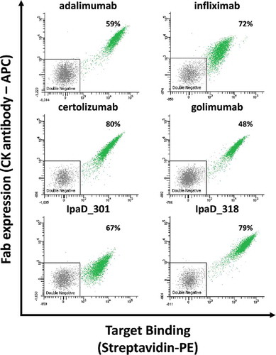 Figure 5. Representative bivariate flow cytometric analysis of yeast cells expressing Fab antibody fragments expressed on their surface. Each single dot on the plot designates the APC (y-axis) and PE (x-axis) fluorescence intensity values for a single yeast cell. Cells were double-labeled with biotinylated antigen/Streptavidin–PE (target binding) and anti-CK APC labels (Fab expression). Antigen concentrations in labeling experiments were 20 nM for anti-TNF antibodies and 50 nM for anti-IpaD antibodies. Functional subpopulations were gated using an inverted gate of the double negative sub-populations. The percentage number correspond to the mean percentage of cells expressing functional Fabs from three separate inductions.