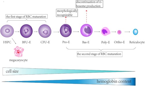 Figure 1. An overview of erythropoiesis in the embryo. Erythropoiesis in the embryo can be divided into three stages. The first stage is the third to sixth week of embryogenesis, during which the yolk sac, formed by mesodermal cells and angioplastic cells, produces platelets, PEs, and macrophages, with the erythrocyte-containing PEs entering the circulation. The second stage is the third to sixth month of embryonic development, during which EMPs produced by the yolk sac migrate to the liver and proliferate and differentiate into red cells in the liver. The third stage is after six months of embryonic development, during which the hematopoietic center is located in the bone marrow, and hematopoietic stem cells differentiate into red cells and enter the circulation.
