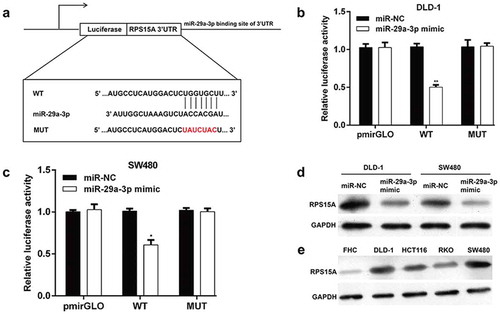 Figure 3. MiR-29a-3p targets RPS15A in CRC cells.(a) A diagram for the RPS15A 3′-UTR fragment containing the WT or MUT miR-29a-3p binding site was displayed. We constructed pmirGLO-RPS15A-3′UTR-WT and pmirGLO-RPS15A-3′UTR-MUT plasmids to perform luciferase reporter assay. Luciferase reporter assay indicated that miR-29a-3p could directly bind to RPS15A 3′UTR in (b) DLD-1 and (c) SW480 cells. *p < 0.05, **p < 0.01 vs. miR-NC; (d) Western blot results suggested that miR-29a-3p overexpression decreased RPS15A protein level in DLD-1 and SW480 cell lines. (e) Western blot analysis of RPS15A protein level in four CRC cell lines (DLD-1, RKO, SW480 and HCT116 cells) and the normal colon epithelial cells FHC