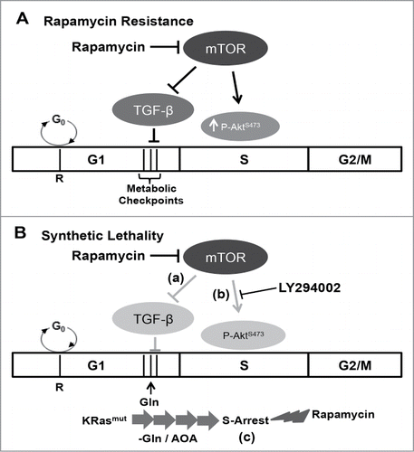 Figure 5. Model for cell cycle-dependent sensitivity to rapamycin. (A) Rapamycin resistance. In most cells, the apoptotic effect of rapamycin is negated by a TGF-β-dependent late G1 cell cycle arrest.Citation7,10 Additionally, a feedback dependent increase in Akt phosphorylation at Ser473 mitigates S-phase cytotoxicity of rapamycin.Citation9,16 (B) Synthetic lethality. A synthetic lethality for rapamycin could be created via one of the 3 mechanisms: (a) in cells with defective TGF-β signaling, rapamycin treatment fails to arrest the cells in G1, and instead the cells progress into S-phase where rapamycin causes apoptosis;Citation7 (b) feedback activation of AktS473 phosphorylation in S-phase is suppressed with LY294002, and in the absence of Akt-dependent survival signals, rapamycin induces apoptotic cell death;Citation9,16 and lastly (c) in K-Ras mutant cancer cells, blockade of Gln utilization causes the cells to aberrantly arrest in S-phase.Citation19 Importantly, in this case, S-phase arrest is not accompanied with an increase in AktS473 phosphorylation upon rapamycin treatment, and as a consequence, rapamycin induces apoptotic cell death in the absence of Akt inhibition.