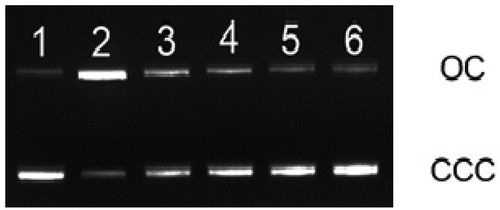 Figure 7. Agarose gel electrophoresis pattern of pBR322 DNA exposed to different doses of gamma radiation in the absence and presence of Zingiber kangleipakense (60% aqueous ethanol extract)Lane1: control; Lane 2: DNA exposed to 6 Gy; Lane 3: DNA with 0.25 mg/mL extract exposed to 6 Gy; Lane 4: DNA with 0.5 mg/mL extract exposed to 6 Gy; Lane 5: DNA with 1 mg/mL extract exposed to 6 Gy; Lane 6: DNA with 2 mg/ mL extract exposed to 6 Gy.