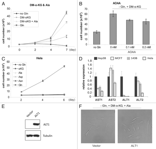 Figure 5 Rescuing effects of α-KG, Ala and Asp depend on transamination. (A) Synergetic rescuing effect of Ala and α-KG. Growth curve of Hep3B cells in Gln-free DMEM supplemented with DM-α-KG (2 mM) or a combination of DM-α-KG (2 mM) and Ala (4 mM). Mean value of cell number was shown with plotted lines. Error bars indicate SE of ≥4 replicates. (B) Presence of transaminase inhibitor impairs the rescuing effects of α-KG. AOAA was used at 0.1 and 0.2 mM. Data represent percentage of cell numbers compared with those in normal media at day 4. Cell numbers with normal media were set as 100%. (C) HeLa cells cannot be rescued by either α-KG or alternative nitrogen sources. (D) q-RT-PCR analysis showing ALT1 and AST1 levels are associated with the rescuing effect. (E) Exogenous expression of ALT1 in HeLa cells. (F) Expression of ALT1 in combination with Ala and α-KG rescues HeLa proliferation. HeLa cells transfected with vector or ALT1-expressing plasmids were grown in Gln-free media for 7 days. Representative images were taken (200×).