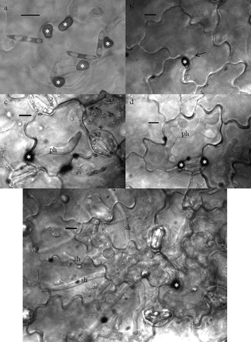 Fig. 3. Stages in the infection process of Colletrotrichum truncatum on lentil leaflets. Conidia germinate and produce appressoria (a). Upon penetration of the host tissue (b), an infection vesicle is produced (arrow) and (c) elongates into a primary hypha (ph). As the primary hypha continues to grow in the epidermal host cell it becomes branched and lobed (d). By the time secondary hyphae (sh) grow rapidly through the surrounding host tissue, the primary hypha has filled the host epidermal cell (e). Appressoria are denoted with an *. Bars = 10 μm.