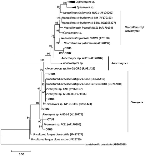 Figure 4. Distance dendogram highlighting the phylogenetic affiliation of anaerobic rumen fungal sequences. Sequences used in the tree construction include available ITS-1 reference gene sequences from GenBank (http://www.ncbi.nlm.nih.gov/BLAST/) and representative OTUs affiliated with known anaerobic fungal genera encountered in this study. The tree was constructed using neighbour-joining algorithm with the Hasegawa–Kishino–Yano (HKY) substitution model and a γ-shaped distribution of 2.0. Bootstrap values are based on 1000 replicates and are shown for branches with >50% bootstrap support. The corresponding ITS-1 region of the ascomycetous yeast Issatchenikia orientalis was used as an outgroup.