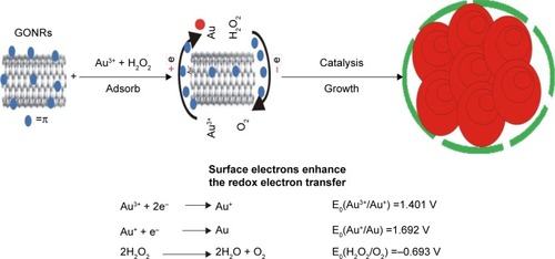 Figure 4 Mechanism of GONR catalyzed H2O2 reduction of HAuCl4 to produce nanogold particles.Abbreviation: GONR, graphene oxide nanoribbon.