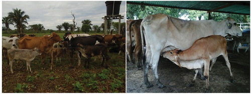 Figure 2. Cows from the dual-purpose livestock system of Arauca department, eastern Colombia.