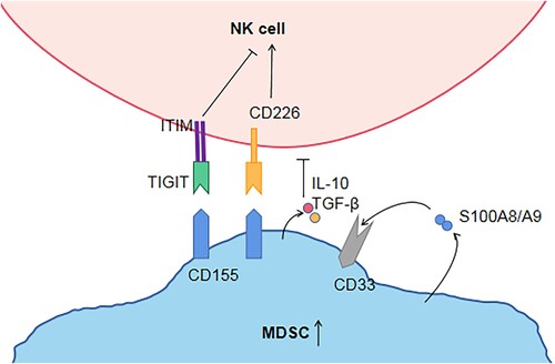Figure 1. Hypothesis regarding MDSCs, NK cells, the TIGIT/CD155 axis. TIGIT and CD226 on NK cells compete binding with CD155 on MDSC. TIGIT binds CD155 with higher affinity than CD226, then trigger inhibitory signals through ITIM. MDSCs produce and secrete S100A9, which also activates MDSCs in an autocrine manner. S100A9 activates CD33 to expand MDSC and secrete IL-10 and TGF-β, thereby indirectly inhibiting NK cell function. MDSC: Myeloid-derived suppressor cell; ITIM: immunoreceptor tyrosine-based inhibitory motif; NK cell: natural killer cell; TIGITT cell immunoreceptor with immunoglobulin and ITIM domain. S100A9/S100A8: calprotectin; IL-10: Interleukin-10; TGF-β: Transforming growth factor β.
