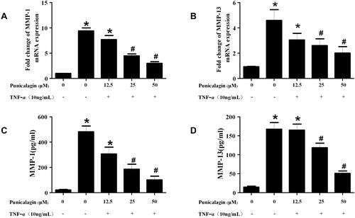 Figure 6 Effects of punicalagin on the production of MMPs in RA FLSs. (A-B) RA FLS were stimulated with TNF-α (10ng/mL) for 12 h in the presence or absence of punicalagin (at different concentration 12.5, 25, and 50μM). mRNA expression levels of MMP-1 (A) and MMP-13 (B) were measured by q-RT PCR. (C-D) The levels of MMP-1 (C), and MMP-13 (D) secreted in culture media by TNF-α stimulated (10ng/mL for 24 h) RA FLSs were measured with ELISA. Data represent the mean±SEM of 3 independent experiments. *P < 0.05 vs control, #P < 0.05 vs TNF-α.