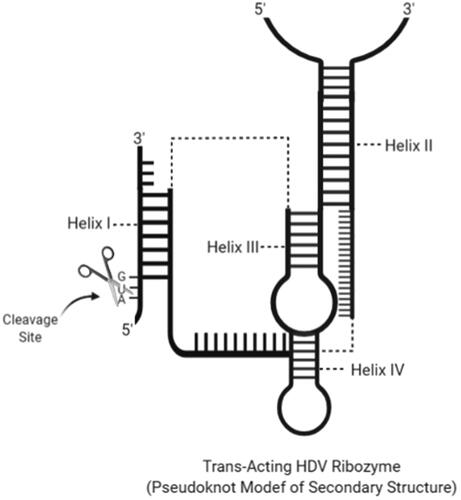 Figure 4. Secondary structure of a trans-cleaving HDV ribozyme with an estimated cleavage site and helix regions (created with BioRender.com).