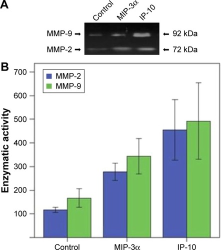 Figure 8 MMP-2 and MMP-9 activities were significantly increased in the MIP-3α-and IP-10-treated cells.