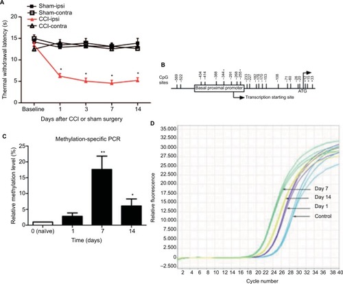 Figure 1 Levels measured over time of the decreased TWL and increased methylation of the MOR gene promoter in neuropathic pain mice.