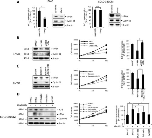 Figure 2. Diminished BLT2 ligand synthesis by 5/12-LO leads to decreased cyclin D1 expression and proliferation in KRAS-mutant CRC cells. (A) LOVO and COLO 320DM cells were transfected with siMyc or control siRNA (scramble) for 24 h. Then, BrdU assays were performed as an indicator of cell proliferation, and immunoblotting was conducted to detect c-Myc, cyclin D1 and β-actin protein expression. (B) LOVO cells were pretreated with DMSO or MK886 (2.5 μM) for 3 h before LTB4 (300 nM) treatment for 21 h. Then, immunoblotting was performed to detect c-Myc, cyclin D1 and β-actin protein levels (left panel), and cell proliferation was assessed by cell counting (middle panel) and BrdU assays (right panel). (C) LOVO cells were pretreated with DMSO or baicalein (10 μM) for 3 h before 12(S)-HETE (300 nM) treatment for 21 h. Then, immunoblotting was performed to detect c-Myc, cyclin D1, and β-actin protein levels (left panel), and cell proliferation was assessed by cell counting (middle panel) and BrdU assays (right panel). (D) COLO 320DM cells were transfected with pCGN-KRAS-G12 V or a control vector for 24 h and then treated with DMSO, LY255283 (10 μM), baicalein (10 μM), or MK886 (2.5 μM) for 24 h. Immunoblotting was performed to detect BLT2, c-Myc, cyclin D1, β-actin protein levels (left panel), and cell proliferation was assessed by cell counting (middle panel) and BrdU assays (right panel). All quantitative data are presented as the mean ± SD of three independent experiments. *P < 0.05, ‡P < 0.005.