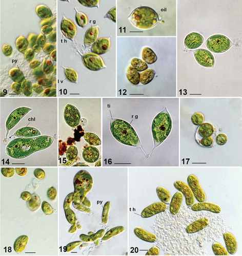 Figs 9–20. Characiopsis strains with morphology unlike that of Characiopsis minuta. Fig. 9. Characiopsis pernana ACOI 2433. Figs 10–12. Characiopsis acuta ACOI 456. Fig. 13. Characiopsis acuta ACOI 1837. Fig. 14. Characiopsis longipes ACOI 1838. Fig. 15. Characiopsis longipes ACOI 1838. Fig. 16. Characiopsis longipes ACOI 2438. Fig. 17. Characiopsis longipes ACOI 1839_9. Fig. 18. Characiopsis cf. minutissima ACOI 2427A. Fig. 19. Characiopsis cf. saccata ACOI 481. Fig. 20. Characiopsis cedercreutzii ACOI 3169. Apical tip (ti), chloroplast (chl), lamellate vesicles (l v), oil droplets (oil), pyrenoid (py), reddish globule (r g), cell wall thickening (t h). Photos 11–14 and 19–22 DIC 100× APO. Scale bars: 10 μm
