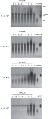 Figure 7. Effects of ATP and ADP ratios on polyphosphate (polyP) polymerizing and depolymerizing activity of RiVTC4*. RiVTC4* proteins (1 μM) were incubated with various combinations of ATP and ADP in the presence of 1 mM polyP EXP-S for 4 h. Control experiments without enzyme addition (-) were also performed in parallel. PolyP generated in the reaction mixture and the polyP markers PP5 and PP6 were analyzed by 33% polyacrylamide gels. Numbers on the right indicate the mean chain lengths of PP5 and PP6. BPB is a loading dye. Representative gels of three independent experiments are shown.