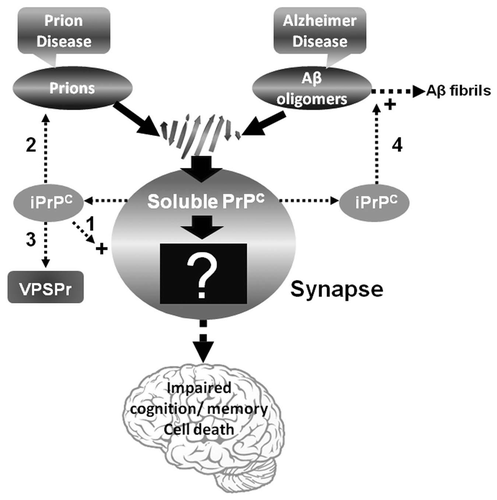 Figure 1 Diagram of the pathway involved in prion- or Aβ-induced dysfunction of memory and cognition as well as cell death. PrPSc or Aβ oligomers impair memory and cognition, and induce cell death by binding to PrPC at the synapse but the downstream molecular events (the black box with a question mark) of the PrPSc-PrPC or PrPC-Aβ complex are unknown. The iPrPC species derived from the soluble PrPC might play a role in one or more of the following events: (1) long-term memory storage; (2) PrPSc formation in classic CJD; (3) initiating VPSPr; and (4) facilitating formation of Aβ42 fibrils in AD.
