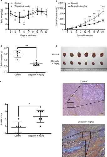 Figure 3 Deguelin inhibited tumor growth in the xenograft mouse model.Notes: (A) Deguelin administration had no significant effect on body weight. (B) Tumor volumes were measured every 3 days after the palpable tumors reached 50– 100 mm3. Tumor growth was significantly inhibited after exposure to deguelin for 12 days compared to the control group. (C) Tumor weight was assessed on sacrificed mice, suggesting a significantly decreased tumor weight in mice treated with deguelin. (D) Representative images of gross morphology. (E) TUNEL assay revealed a higher apoptotic rate in deguelin-treated mice (N=6 for each group). *P<0.05, **P<0.01 and ***P<0.001, compared to control group.