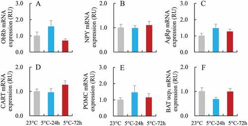 Figure 6. The mRNA expression of neuropeptides of hypothalamus and of BAT UCP1 in striped hamsters subjected to repeated cold (5°C) and warm (23°C) temperature cycles. (a) Long isoform of leptin receptor, ObRb; (b) Neuropeptide Y, NPY; (c) agouti-related protein, AgRP; (d) cocaine- and amphetamine-regulated transcript, CART; (e) pro-opiomelanocortin, POMC; (f) uncoupling protein 1 of brown adipose tissue, BAT UCP1. in striped hamsters subjected to repeated cold (5°C) and warm (23°C) temperature cycles. 23 oC, animals maintained at room temperature (23°C) throughout the experiment. Cold-24 h and Cold-72 h, animals exposed to 6 cold and warm temperature cycles (24 h at 5°C followed by 6 days at 23°C, and 72 h at 5°C followed by 4 days at 23°C) from the 2nd to 7th week of the experiment. Data are means ± s.e.m.