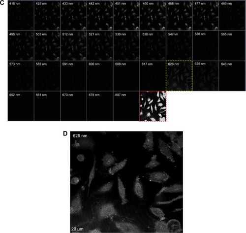 Figure 3 Detection of AuNPs in MCF-7 cells by fluorescence emission.Notes: (A) The emission spectrum analysis detects the presence of Aunis (white dots; 80 µg/mL during 6 hours of incubation) around and inside MCF-7 cells at 626 nm wavelength (outlined with yellow dashes). It is especially visible in (B) at higher magnification at higher magnification (40×) at the 626 nm wavelength. As compared to the analysis performed on cells incubated with Vh (C) and (D), the absence of AuNPs in the control sample (Vh) is obvious. The scan was performed using CLSM from 416 nm to 687 nm wavelength. The nuclei were stained with DAPI (maximum emission 461 nm). The last square in (A) and (C) (outlined with red dashes) is a raw confocal image of MCF-7 cells.Abbreviations: AuNPs, gold nanoparticles; CLSM, confocal laser scanning microscopy; DAPI, 4′,6-diamidino-2-phenylindole; Vh, vehicle.