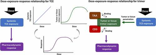 Figure 1. Schematic representation of the relationship between dose, exposure and pharmacodynamic response for the TCE, and for the trimeric complex (“trimer”) formed upon dual target engagement of TCE with CD3 and TAA.
