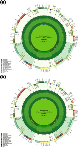 Figure 2. Annotation of the M. argentea (a) and M. fatua (b) chloroplast genomes inferred by CPGAVAS2. The outer circle represents the genes annotated, classified by color based on their function. The length of genome is presented in the inner circle. Large single-copy (LSC), small single-copy (SSC), and inverted repeat regions (IRA and IRB) are marked.