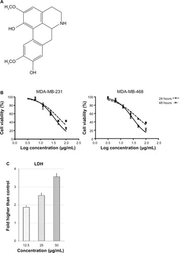 Figure 1 Structure of boldine and its effect on breast cancer cell viability. (A) Chemical structure of boldine. (B) Growth curve of boldine-treated MDA-MB-231 and MDA-MB-468 cells at 24 and 48 hours. (C) LDH release assay revealed significant cytotoxicity of boldine on MDA-MB-231 cells.