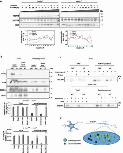 Figure 5. Isolation of autophagosomes from mouse brain and spinal cord. (A) Homogenates obtained from brains of 6 months-old Tecpr2+/+ and tecpr2−/− mice, floated over a sucrose gradient as described in Materials and Methods, fractions were subjected to western blot analysis with the indicated antibodies and bands were quantified by ImageJ software (lower panel). (B) Total homogenate and autophagosomes fractions isolated from brain and spinal cord of 6 months-old Tecpr2+/+ and tecpr2−/− mice were analyzed by western blot for TECPR2, LC3B, SQSTM1 and LAMP2 using corresponding antibodies. The intensity ratio of LC3B-II/LC3-I was calculated (upper panel), and results are presented with the SEM of three independent experiments for brain and spinal cord, ***p < 0.001, determined by t-test. SQSTM1 intensity was determined by densitometry (lower panel). Results are presented with the SEM of three independent experiments for brain and spinal cord, **p < 0.01, determined by t-test. (C) Total homogenate and autophagosomes fractions from brain and spinal cord of 6 months-old Tecpr2+/+ and tecpr2−/− mice were subjected to Proteinase K and Triton X-100 treatments as described in Materials and Methods. (D) Model of autophagosome accumulation in neurons of tecpr2−/− mice