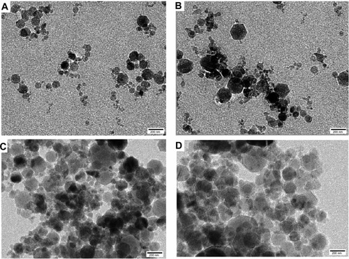 Figure 2 Transmission electron microscopic images. (A) Placebo nanoparticles; (B) Polymeric nanoparticles containing BCNP at a dose equivalent to 2 mg/kg body weight; (C) P-80-BCNP dose equivalent to 2 mg/kg body weight; (D) P-80-BCNP nanoparticles after 5 months.Abbreviations: BCNP, β-carotene nanoparticles; P-80-BCNP, polysorbate-80-coated β-carotene.