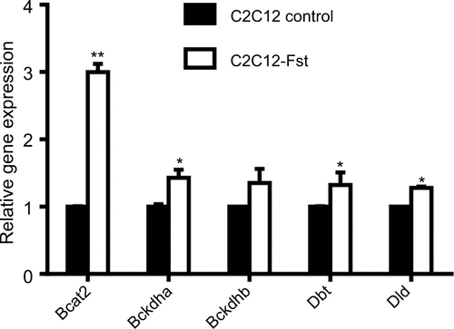 Figure S3 Real-time quantitative polymerase chain reaction analysis of C2C12 and Fst overexpressing (C2C12-Fst) myoblast cells to compare gene expression profiles of key BCAA metabolizing enzymes. Data are expressed as mean ± SD. *P≤0.05; **P≤0.01 (n=3).