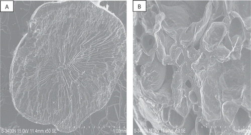 FIGURE 2 Cross section scanning electron microscopy of (a) raw brown rice; (b) popped brown rice.