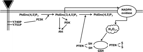 Figure 4. Model for the role of Tyr740 and Tyr751 residues of PDGFβR in the reversible oxidation of PTEN in H2O2-mediated cell signaling.