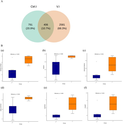 Figure 3. (A) The distribution of amplicon sequence variants (ASVs) across both the control group and the Violin group were analysed. (B) Boxplots illustrating the alpha-diversity indices of both the control group and the Violin group were generated. The Shannon (a) and Simpson (b) indices are used to measure microbial diversity within samples, the observed features (c) represent the actual total species count within samples, the Pielou (d) index estimates species evenness within samples, and the Menhinick (e) and Margalef (f) indices estimate community richness based on the total number of species and total sample size.