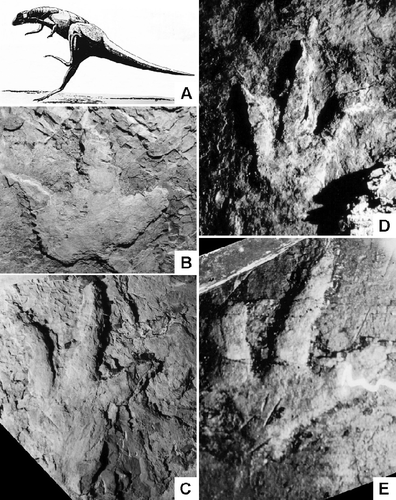 Fig. 6 Examples of early to mid-Jurassic dinosaur footprint taxa: A. Reconstruction of possible fabrosaurid trackmaker, cf. Anomoepus from Lower Jurassic Precipice Sandstone, Carnarvon Gorge, Surat Basin. B. Large ornithopod footprint cf. Wintonopus, ca. 48 cm long, Balgowan Colliery, Dalby-Oakey coalfield, Darling Downs. C. Dinosaur footprint ca. 54 cm long, Balgowan Colliery, Dalbey-Oakey coalfield, Darling Downs. D. Large theropod footprint Eubrontes ca. 54 cm long, Oakleigh No 3 underground colliery. E. E. theropod footprint ca. 46 cm long, Lanefield Colliery, Rosewood-Walloon coalfield (Ball photo, courtesy of GSQ) B, D, from Walloon Coal Measures, Bathonian–Callovian, Clarence-Moreton basin (photos courtesy of and drawing ©T. Thulborn).