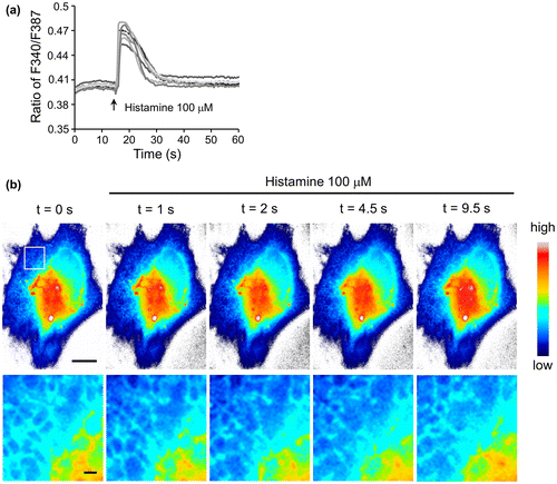 Figure 4. (a) Response of ER-targeting N3-fura-2 to histamine stimulation. The lines indicate the responses from seven individual cells. Fluorescence intensities of F387 and F340 were obtained from images acquired with a 40× objective lens. (b) Changes in fluorescence intensities F387 of ER-targeting N3-fura-2 in response to histamine stimulation. Intensities (after photobleaching correction) were shown as pseudo-color images. Images were acquired with a 100× objective lens. Region in square was zoomed in and shown in lower panel. Scale bars, 10 μm for the upper panel, and 1 μm for the lower panel.