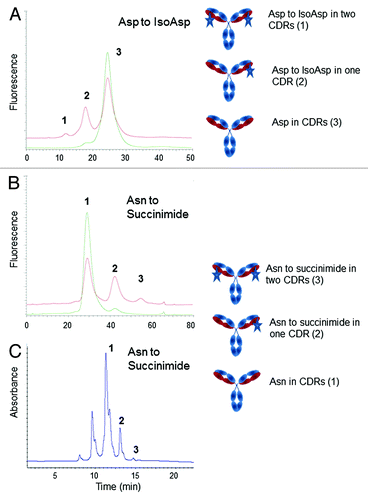 Figure 3. Elution profile on two Dionex Propac HIC-10 columns in series of a mAb presenting an isoAsp residue (A) or succinimide (B) in one and both of a light chain CDR (indicated as stars in the cartoon). Panels A and B, show an overlay of mAbs controls and stressed at 40 °C. Elution profile on TSKgel butyl-NPR of a mAb presenting a succinimide (C) in the Fab region of a mAb. Species eluting under each peak (numbered 1, 2, and 3) are shown in cartoons. Chromatograms reproduced with permission from Elsevier and David Ouellette (Refs. Citation6 and Citation11, respectively).