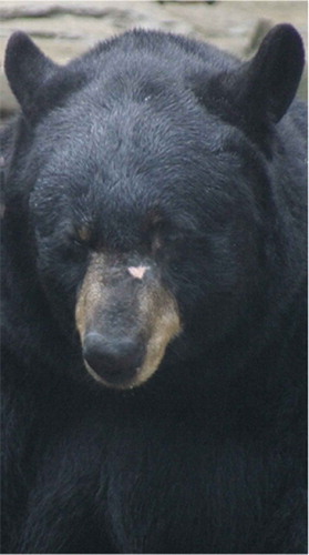 Figure 2. Hamms the black bear who found sanctuary at the Detroit Zoo. Photo courtesy of the Detroit Zoological Society.