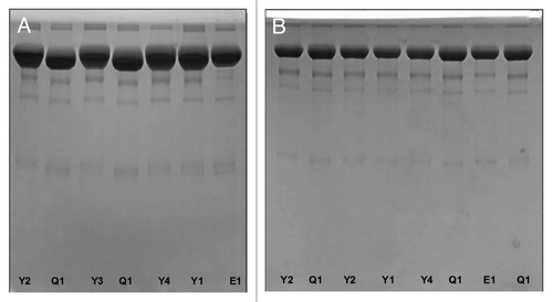 Figure 6. Non-reduced SDS-PAGE analysis of the reference etanercept product and its biosimilar products before (A) and after (B) desialylation. E1 is the reference product (Enbrel® Lot F12508); Y1, Y2, Y3 and Y4 are 4 lots of biosimilar 1. Q1 is one commercial lot of biosimilar 2.