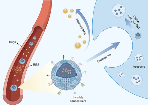 Figure 9 Basic Mechanisms of Nanocarrier Action.