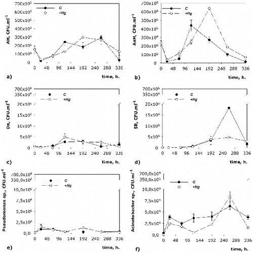 Figure 3. Dynamics of the quantity of key microbial groups in the C and in the +Hg water/sediment system.