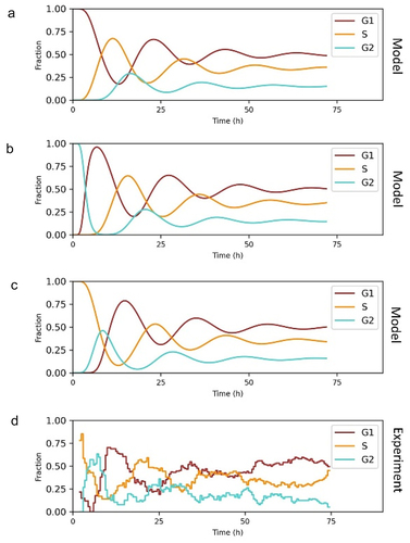 Figure 7. Modeling synchronization and desynchronization. We modeled cell cycle synchronization by arresting all cells in the first bin of G1 phase (a), G2/M phase (b), or S phase (c) then releasing cells progressing at same rate as normal cell cycle progression. The parameters were estimated from the experiments by fitting lognormal distributions to the data of phase durations (μG= 2.08 h, σG= 0.60 h, μS= 2.02 h, σS= 0.55 h, μM= 1.40 h, σM= 0.53 h). G1, S and G2/M phases were divided into 500, 613, and 561 bins, respectively. The probabilities of cell death were set as 0. The probabilities of the other two cell fates, transiting to the next cell cycle phase or moving to the next bin, were calculated accordingly. (d) A549 cells expressing PCNA cell cycle reporter were synchronized with thymidine and released for 2 h to enrich for early S phase-target cells, then were imaged using confocal microscopy in every 30 min for 72 h.