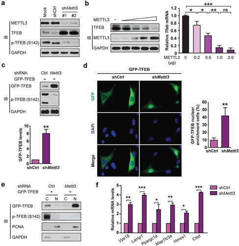 Figure 4. METTL3 knockdown stimulates TFEB expression and activity in H9c2 cells. (a) Western analysis of TFEB levels after knockdown of METTL3 in H9c2 cells. (b) H9c2 cells were transfected with a different dose of METTL3 expression vector and then subjected to immunoblot and qRT-PCR analysis. Quantification of relative Tfeb mRNA level from three independent experiments are shown on the right. (mean ± SD; n = 3; *P < 0.05, **P < 0.01 and ***P < 0.001, ns: no significant difference). (c) H9c2 cells were transfected with GFP-tagged TFEB, and shMettl3 or shcontrol and then the lysates were analyzed using an antibody to GFP. Quantification of GFP-TFEB levels after knockdown of METTL3 in H9c2 cells shown in bar graph (mean ± SD; n = 3; **P < 0.01 vs. shCtrl). (d) Representative image of the nuclear enrichment of GFP-TFEB after knockdown of METTL3 in H9c2 cells. And quantification of GFP-TFEB localization is shown in the bar graph (mean ± SD; n = 3; **P < 0.01 vs. shCtrl). (e) Immunoblot analysis indicates that silencing Mettl3 increases the nuclear levels of GFP-TFEB. (f) H9c2 cells were treated as indicated and subjected to qRT-PCR analysis to quantify the mRNAs levels of 6 established transcriptional targets of TFEB (mean ± SD; n = 3; *P < 0.05, **P < 0.01 and ***P < 0.001 vs. shCtrl). P values were calculated with student’s t-test.