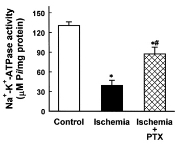 Figure 3. Effect of pentoxifylline (PTX) on Na+-K+-ATPase activity in microsomal fraction from kidney cortex of rabbits with ischemic acute renal failure. Data are mean ± SEM of nine animals in each group. *p < 0.05 compared with control; #p < 0.05 compared with ischemia alone.