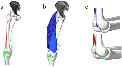 Figure 1. FE model of the thigh with (a) 1 D muscles (b) 3 D muscles (c) Top: 1 D quadriceps tendon wrapped around the Femur bone in flexed knee, Bottom: 1 D quadriceps tendon without wrapping in flexed knee.