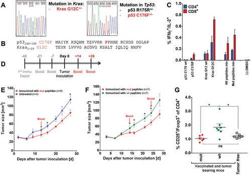 Figure 6. Mutated peptide vaccination induced T cell responses against intrinsic mutations in A2.DR1 dtg sarcoma and was superior to wt vaccination in controlling in vivo tumor growth (A) Sequencing histogram analysis of sarcoma cell line 39. Chromosomal DNA as well as cDNA of line 39 were used as templates for amplification with gene specific primers (Kras and Tp53). Amplified PCR products were analyzed by Sanger sequencing to detect mutations in Kras and Tp53 genes and mRNAs. (B) Amino acid sequences of the mutated peptides carrying intrinsic mutations used for vaccination. (C) Recall responses against mutated and wt peptides sequences tested in A2.DR1 dtg mice immunized with p53 R176F (mur) and Kras G12C mutated peptides (vaccination regimen: peptides in PBS-based formulations including 50 μg CpG ODN 1668 as an adjuvant, twice on a bi-weekly basis). In vitro recall responses were obtained from two-color cytokine secretion assays (IL-2, IFN-γ) with pan-T cells. Percentages of IFN-γ/IL-2 double positive CD8+ and CD4+ T cells upon in vitro recall against single wt and mutated peptides presented by CD11c+ DCs are displayed. Each peptide and control sample was tested in triplicates. Results are plotted as means of triplicate assays ± SEM. (D) Vaccination schedule for tumor challenge experiments. Depot: IFA-based formulation, Boost: boost vaccination containing CpG ODN 1668 and peptides in PBS (water-based formulation). (E) Tumor growth curves of vaccinated and untreated A2.DR1 dtg mice inoculated with sarcoma line 39. 2.5 x 10Citation5 tumor cells were subcutaneously administered in 100 µl of Matrigel on the right flank of each animal at day 0. One group of A2.DR1 dtg mice (n = 5) was vaccinated prior to the challenge according to the vaccination schedule shown in Figure 5 (D) with mutated (‘mut’ group: p53 C176F, Kras G12V) peptides. Mice were boosted only once with respective water-based peptide/CpG formulation during the challenge on day 14. n: number of biological replicates; error bars: mean ± SEM. Significances per unpaired two-tailed t-test are shown. (F) Tumor growth curves of differently vaccinated A2.DR1 dtg mice inoculated with sarcoma line 39. 2.5 x 10Citation5 tumor cells were subcutaneously administered in 100 µl of Matrigel on the right flank of each animal at day 0. Two groups of 7 A2.DR1 dtg mice each (n = 7), have been vaccinated prior to the challenge according to the vaccination schedule shown in (D) with either mutated (‘mut’ group: p53 C176F, Kras G12V) or wt (‘wt’ group: p53 C176 wt, Kras G12 wt) peptides. Mice were boosted twice with respective water-based peptide/CpG formulations during the challenge. n: number of biological replicates; error bars, mean ± SEM. (G) Number of splenic Treg cells of differentially vaccinated, tumor bearing mice of the experiment shown in (E) compared to non-tumor bearing mice on the day of sacrifice. Treg cells were stained for in whole splenocyte suspensions with fluorescent-labeled mAbs as CD4+CD3+CD25+Foxp3+ living cells in FACS. Significance per unpaired two-tailed t-test are shown. vac: vaccinated, mut: mutated.