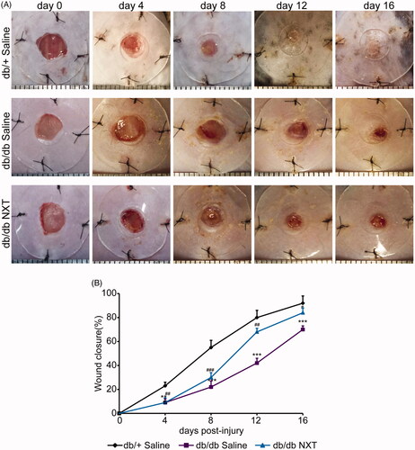 Figure 1. Effect of NXT on wound closure in db/db mice. (A) Representative photographs of wounds on day 0, 4, 8, 12 and 16. Scale bar = 1 mm. (B) The percentage of wound closure area at day 0–16 post-injury. Results were presented as mean ± SD. **p < 0.01 and ***p < 0.001 vs. db/+ mice treated with saline, #p < 0.05, ##p < 0.01 and ###p < 0.001 vs. db/db mice treated with saline. n = 6.